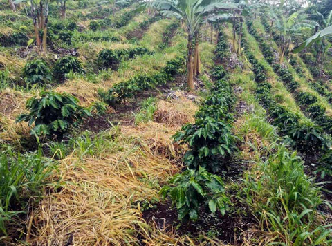 Rows of climate-resistant coffee trees developed by World Coffee Research under a canopy of shade trees. Photo courtesy of World Coffee Research.